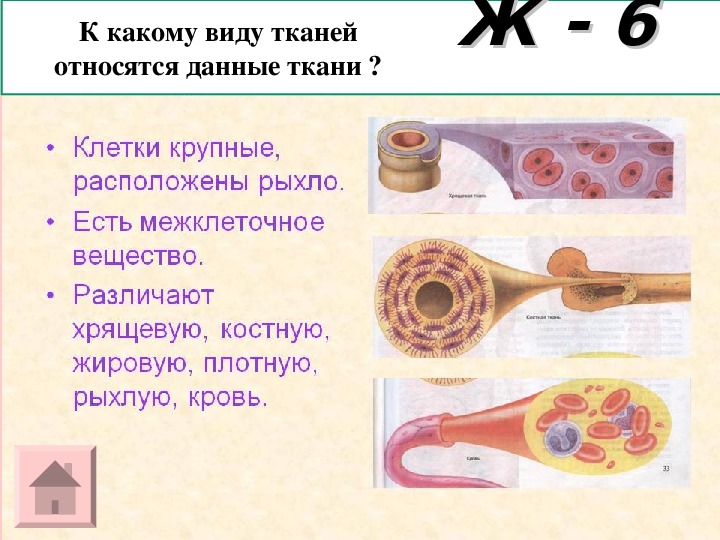 К какому типу тканей они относятся. К какому виду ткани относится кровь человека. К какой ткани относится кровь. К какому типу животных тканей относится кровь. К какой ткани относится кровь и почему биология 8.