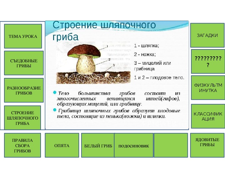 Из чего состоит белый гриб. Строение шляпочного гриба и их функции таблица. Биология таблица строение шляпочного гриба часть гриба и функции. Строение шляпочного гриба и функции 5. Строение шляпочного гриба 5 класс.