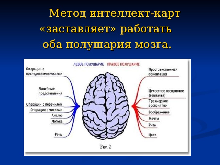 Развитие правого и левого полушарий. Оба полушария мозга.