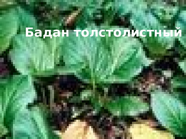 Презентация по теме "Растения Иркутской области"