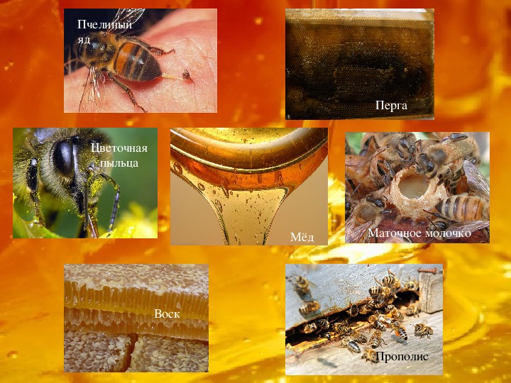 Презентация исследовательского проекта "О пользе пчел"