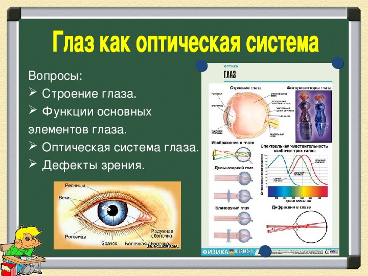 Доклад по физике на тему зрение. Глаз оптическая система физика 8 класс. Оптическая система глаза функции. Глаз как оптическая система. Строение и функции оптической системы глаза.