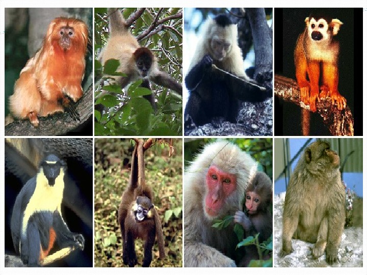 Интегрированный урок математика+окружающий мир "Табличное умножение и деление. Разнообразие животных."