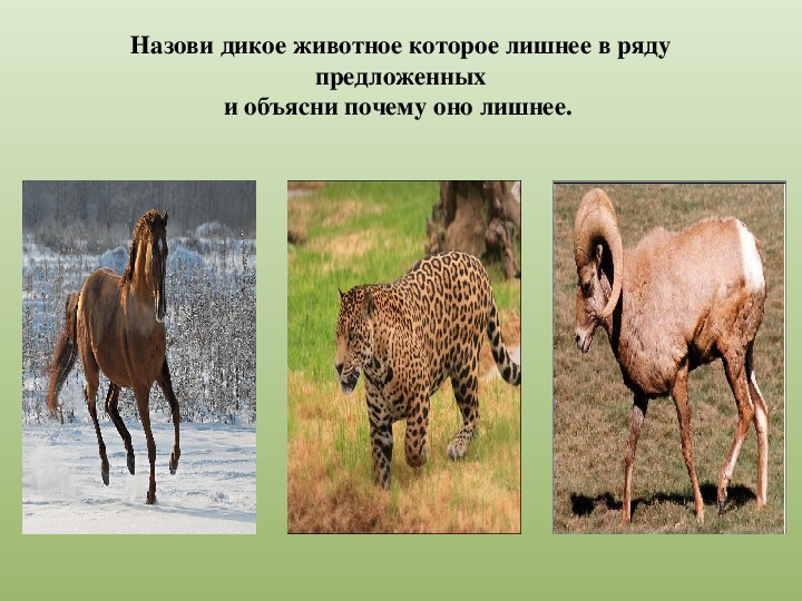 Животные Казахстана Фото