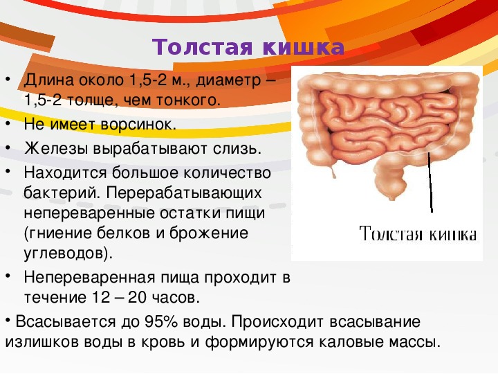 Презентация на тему печень