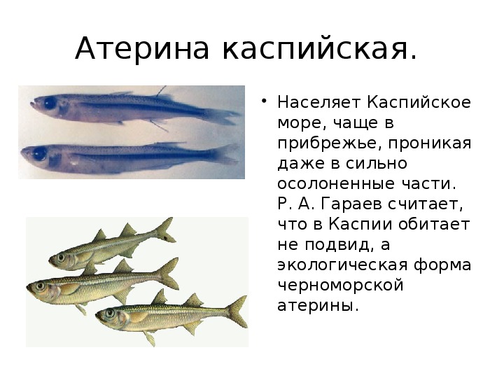 Все виды рыб каспийского моря