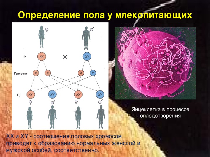 Урок биологии 10 класс генетика пола. Презентация генетика пола 10 класс биология. Генетика пола 10 класс. Генетика 10 класс биология. Оплодотворение генетика.