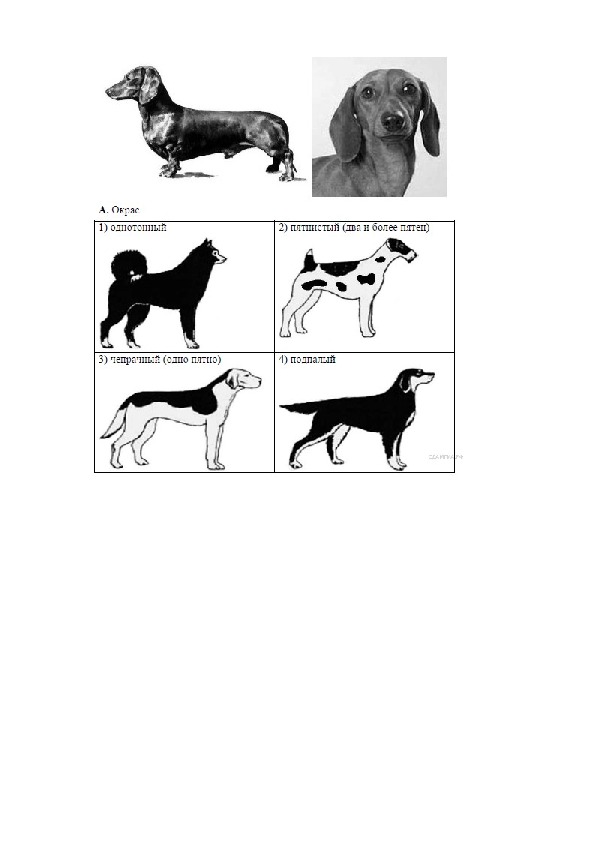 Задание 15 огэ биология. ОГЭ биология задание с собакой. Биология задания с собакой. Задание 28 умение соотносить. Заданий ЕГЭ биология про собак.