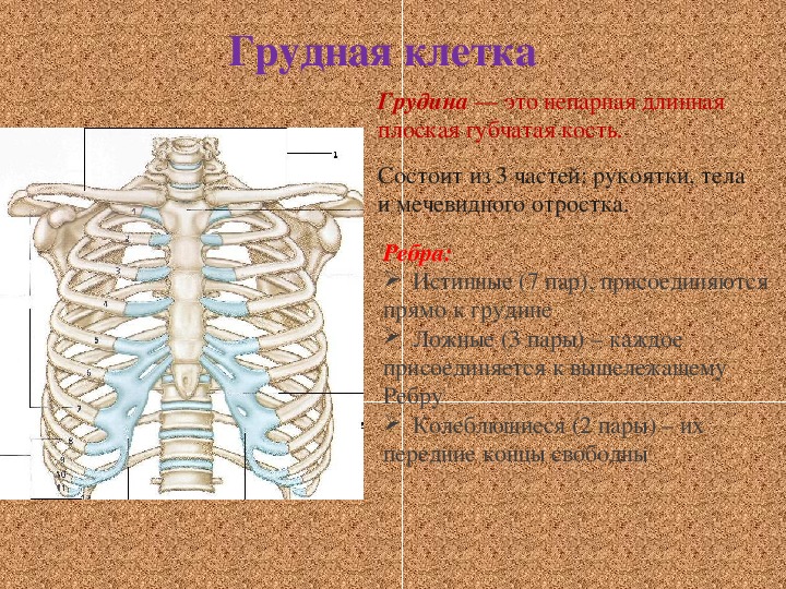 Грудная клетка 8 класс биология. Грудная клетка человека 8 класс. Непарная Грудина. Губчатые кости Грудина. Грудина плоская кость.