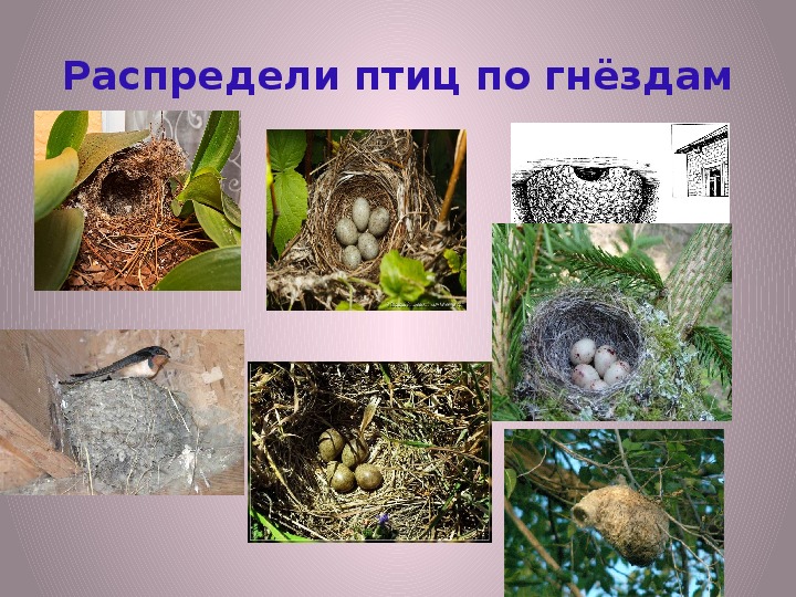 Определить гнезда птиц. Определить птицу по гнезду. Как отличить гнезда птиц. Определение птиц по гнездам. Определить гнездность формы.