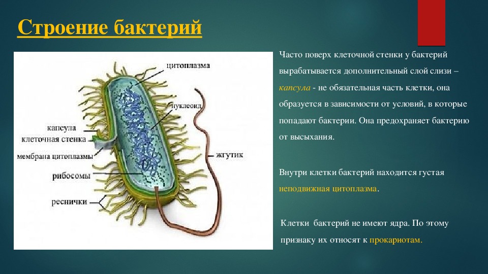 Болезнетворные бактерии презентация