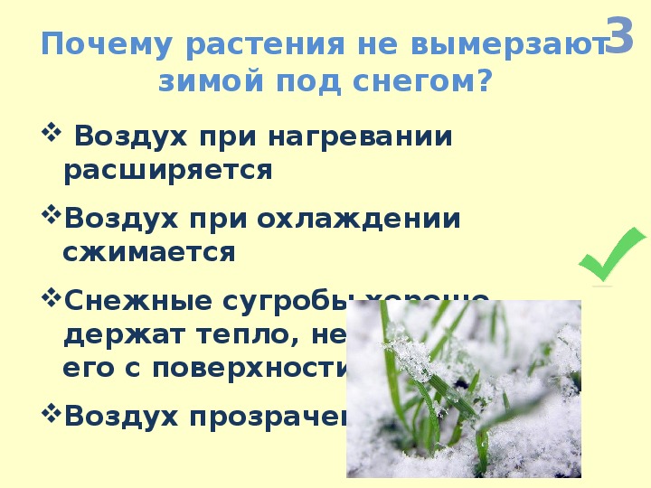 Почему растения гибнут. Растения под снегом. Растения зимующие под снегом. Почему растения не замерзают под снегом. Растения, которые зимой замерзают.