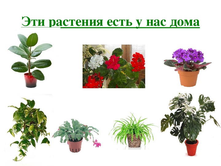 Любимые Комнатные Растения Фото