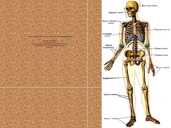 Проект по биологии 8 класс опорно двигательная система