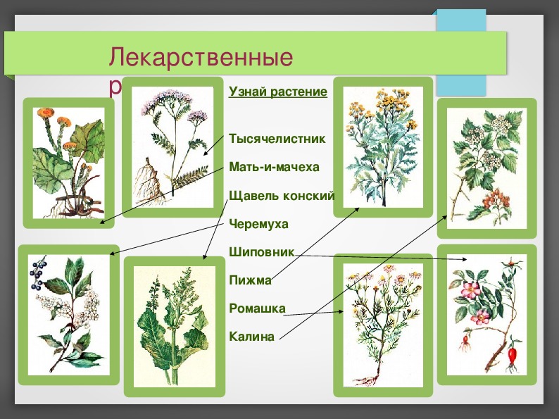 Лекарственные Растения Реферат 5 Класс