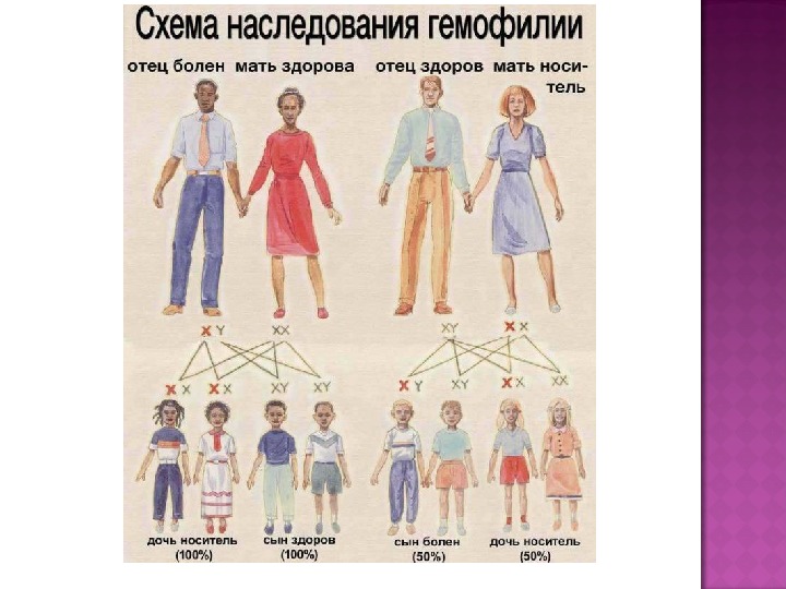 Схема наследования гемофилии у человека