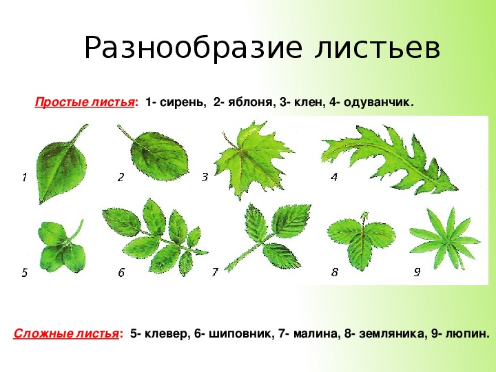 Рисунок простого и сложного листа