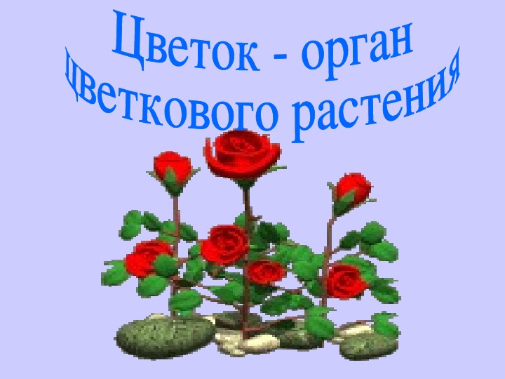 Презентация по биологии 6 класс на тему "Цветок- орган цветкового растения"