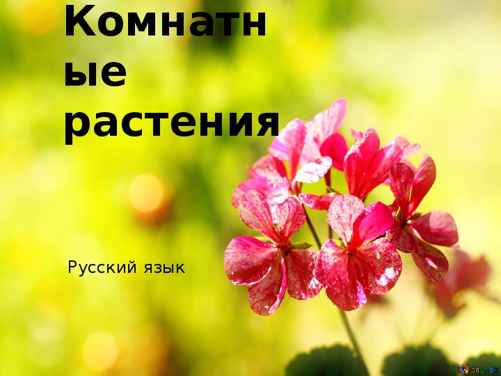 Презентация по русскому языку на тему "Работа с текстом. Комнатные растения" 2-4 класс