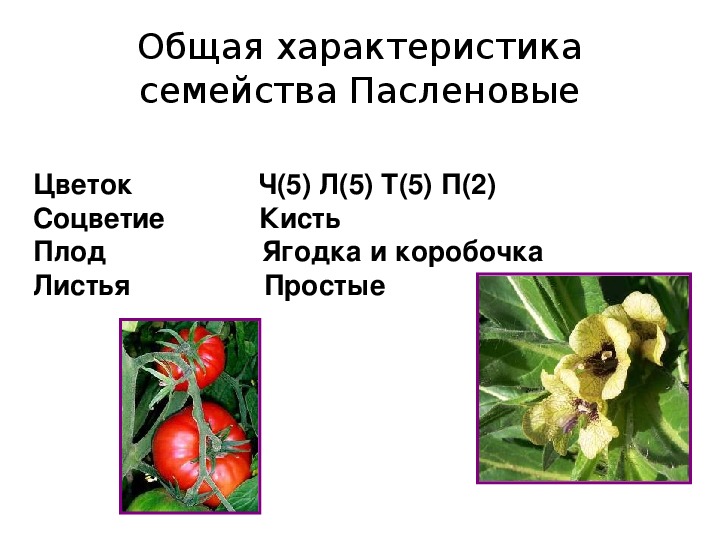 Реферат: Характеристика семейств двулетних растений