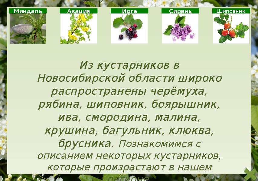 Кустарник ответ