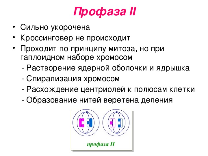 Презентация на тему мейоз