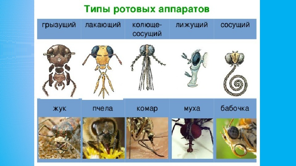 Типы аппаратов насекомых. Типы ротовых аппаратов членистоногих. Насекомое Тип ротового аппарата Имаго. Тип ротового аппарата у Жуков. Типы ротовых аппаратов насекомых таблица.