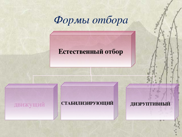 Естественный отбор главная движущая сила эволюции презентация