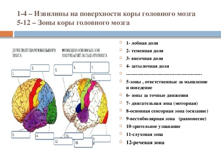 Доли переднего мозга функции. Зоны доли головного мозга функции. Доли полушария головного мозга и их функции. Функции больших полушарий 8 класс биология. Зоны мозга из учебника.