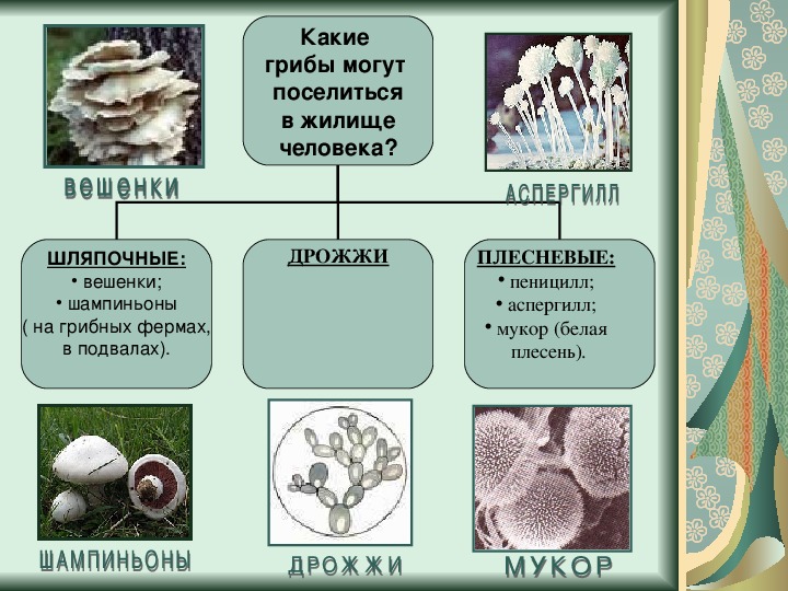 Грибы произошли от различных