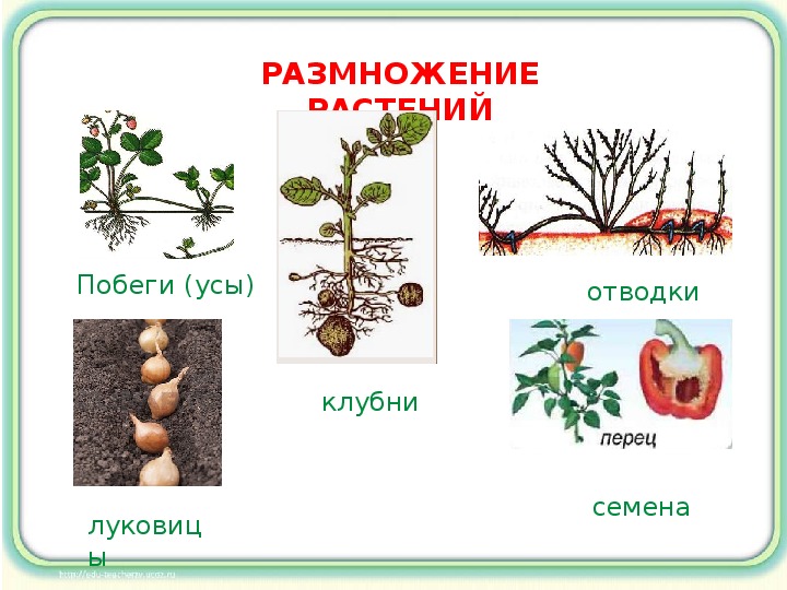Презентация по окружающему миру "Растения - живые существа (организмы)" (3 класс)