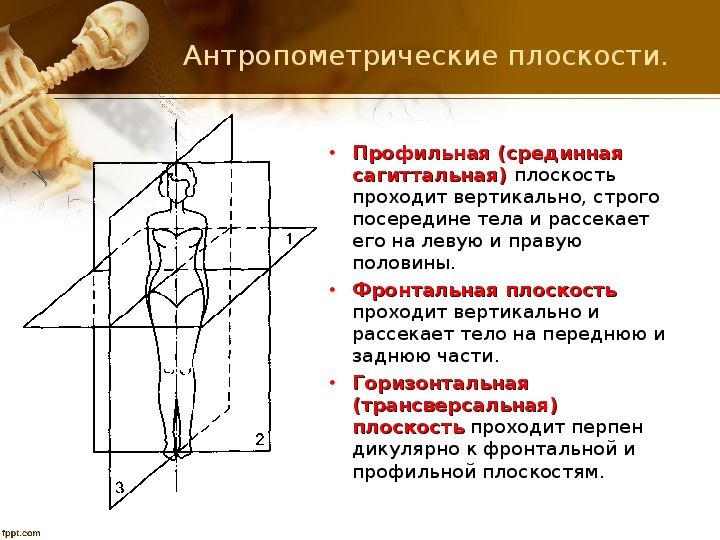 Схема структура антропометрии