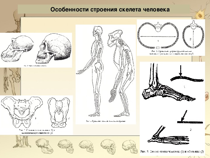 Особенности формы скелета. Особенности скелета человека. Особенности строения скелета человека. Скелет человека особенности скелета. Признаки характерные для скелета человека.