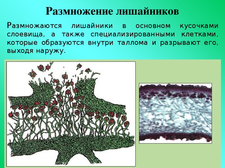 Лишайники одноклеточные водоросли и