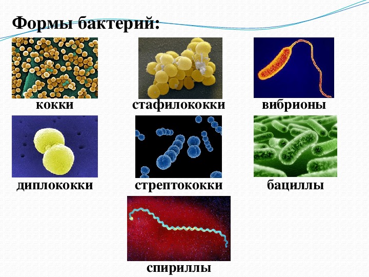 Бактерии человека название. Биология 5 класс микроорганизмы бактерии. Тема бактерии 5 класс биология. Организмы бактерии 5 класс биология. Бактерии презентация 5 класс биология бактерии.