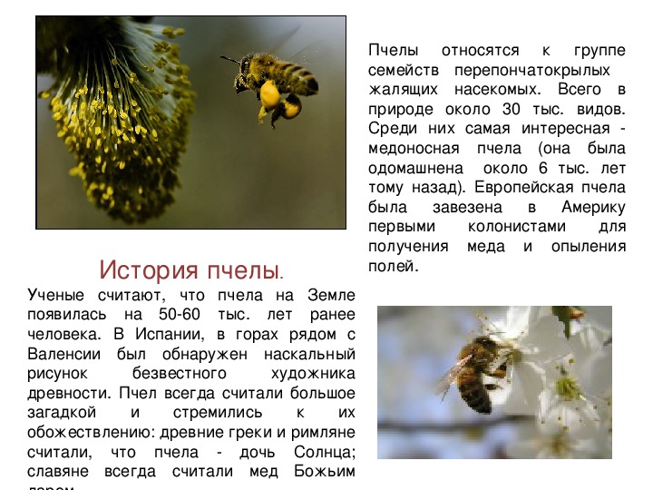 Информация о пчелах 2 класс окружающий. Факты о пчелах. Сообщение о пчелах. Доклад о пчелах. Пчелы кратко.