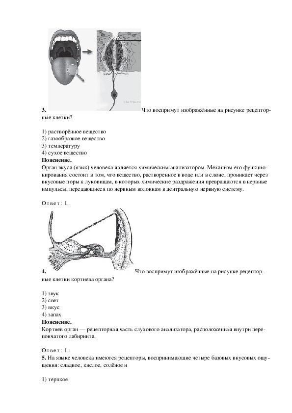 Что воспримут изображенные на рисунке под номером 3 рецепторные клетки кортиева органа