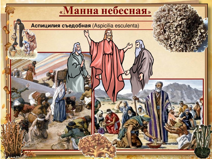 Манна небесная сообщение. Манна Небесная лишайник. Манна Небесная растение. Что такое Манна Небесная биология. Манна Небесная как выглядит.