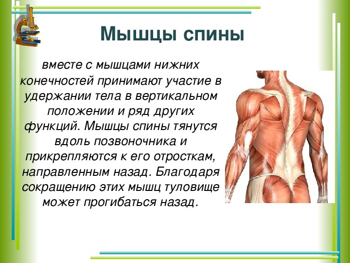 Укажите функции мышечной системы. Мышцы туловища и конечностей 8 класс биология. Мышцы тела человека 8 класс биология. Мышцы человека презентация. Строение мышц 8 класс.