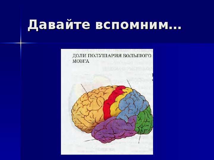 Анализаторы биология 8. Анализаторы презентация 8 класс биология. Презентация на тему анализаторы.