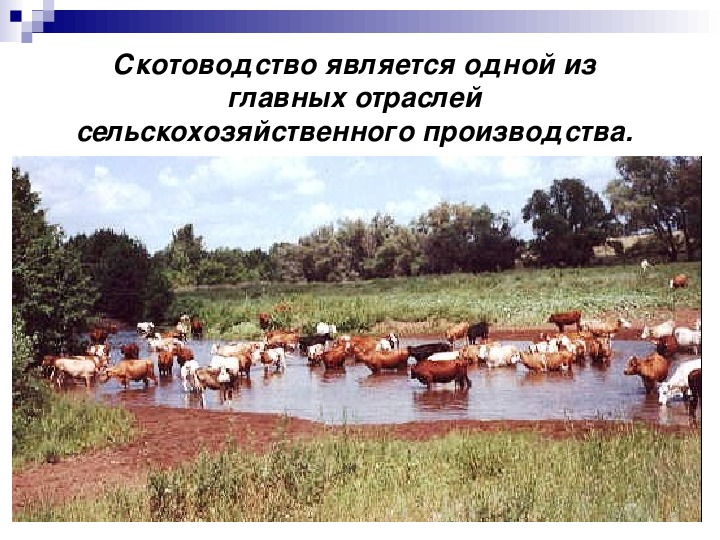 Какие направления имеет скотоводство 3. Скотоводство страны. Представители скотоводства. Мировое животноводство 10 класс. НТР скотоводство.