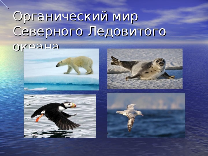 Органический мир Северного Ледовитого океана