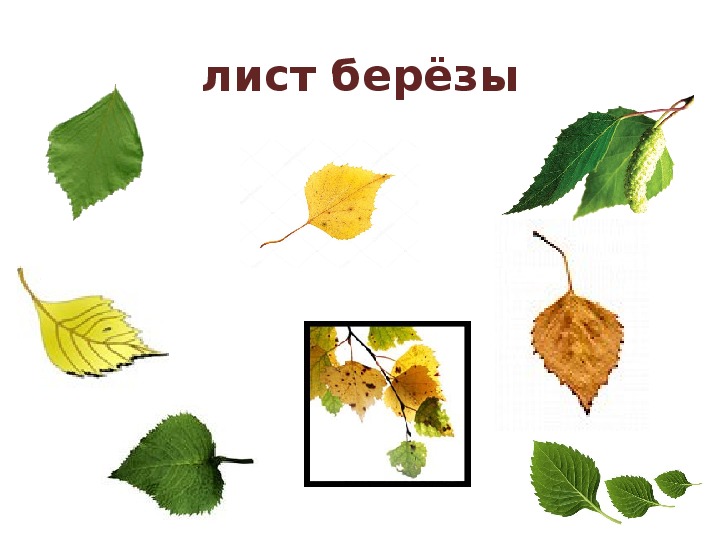 Что за листья 1 класс видеоурок. Что за листья 1 класс видеоурок