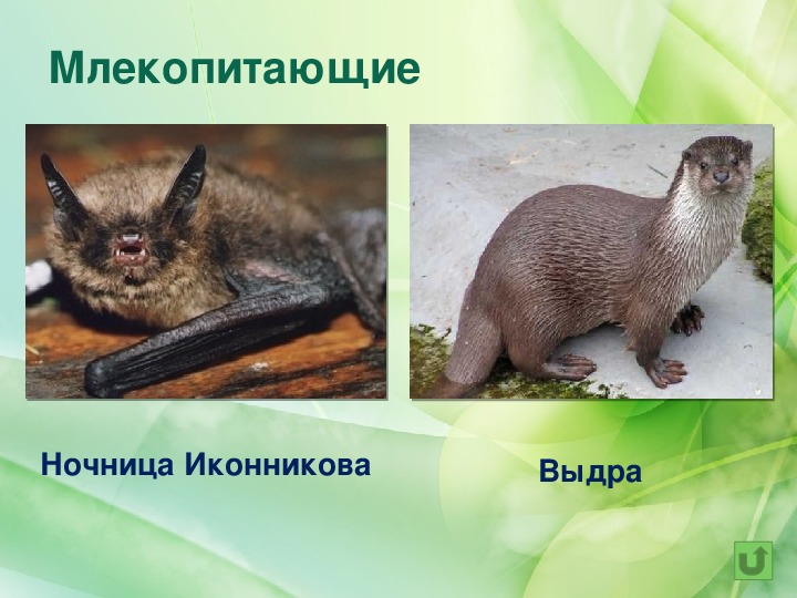 Животные из красной книги томской области фото и описание