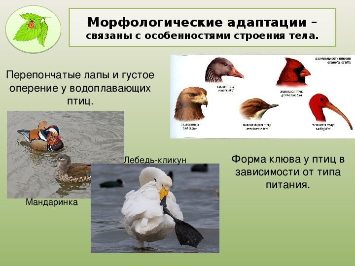 Приспособления к образу жизни птиц. Среда обитания морфологической адаптации. Физиологические адаптации птиц. Морфологические адаптации птиц. Адаптация водоплавающих птиц.