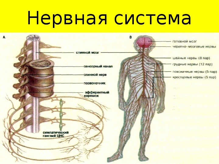 Нервная система 9 класс презентация. Нервная система человека схема. Нервная система биология. Нервы биология. Нервная система 8 класс биология.