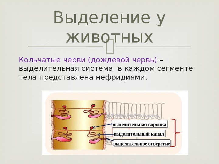 Презентация выделительная система пименов