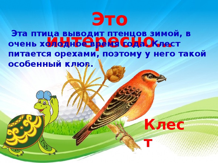 Презентация праздник птиц 1 класс школа россии. Урок птицы. Кто такие птицы 1 класс. Кто такие птицы 1 класс презентация школа России. Открытый урок окружающий мир 1 класс кто такие птицы.