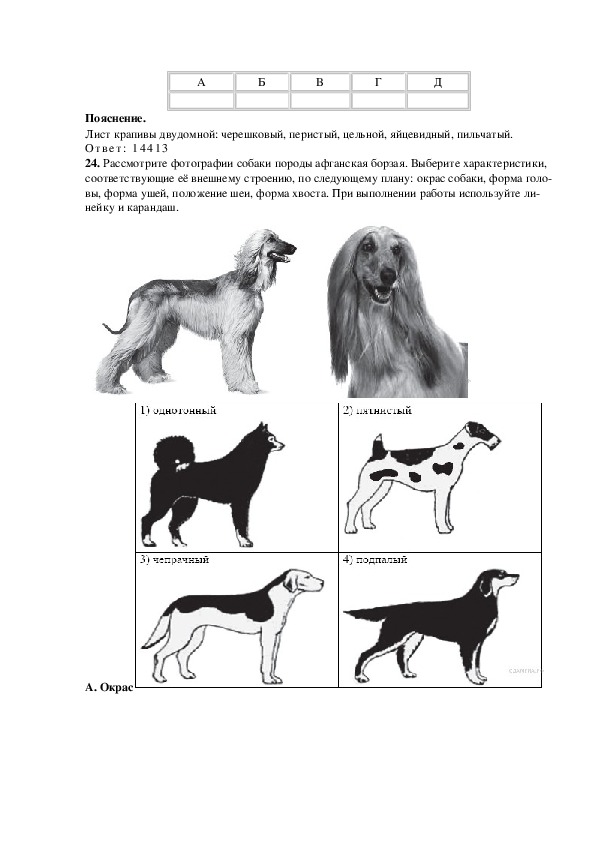 Огэ биология собака. Задание 24 ОГЭ по биологии собаки. ОГЭ биология задание с собакой. Рассмотреть фотографии собаки породы. Биология задания с собакой.