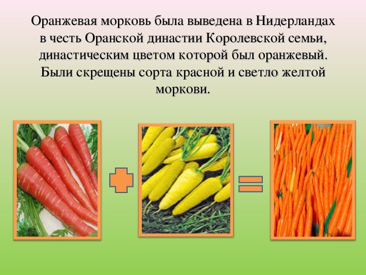 Морковь проект 5 класс